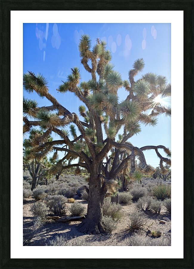 Joshua Tree w sunlight Picture Frame print