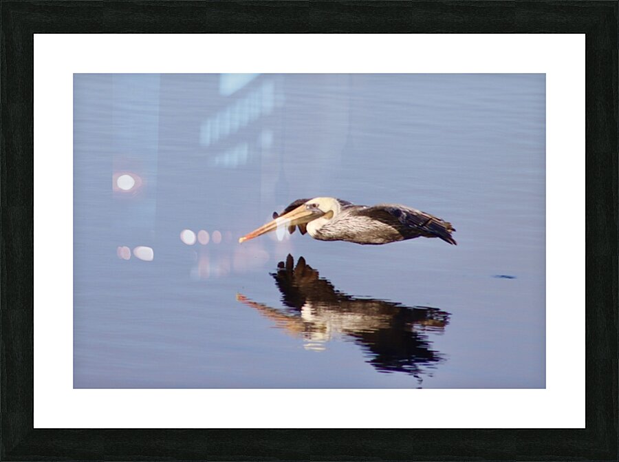 Reflection in Flight Picture Frame print