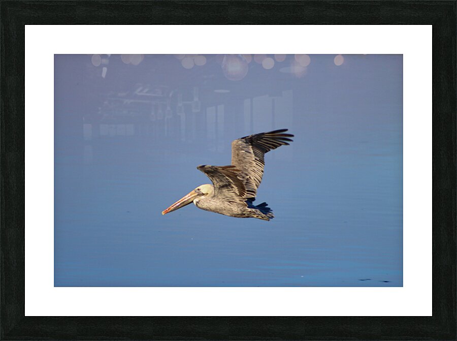 Baja Brown Pelicans- 3 Picture Frame print