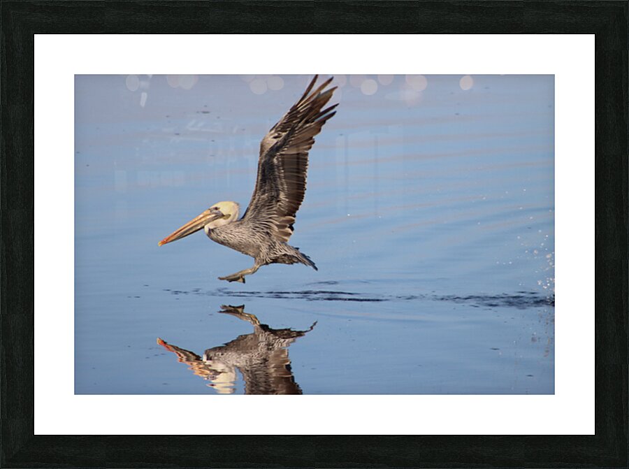 Baja Brown Pelicans - 2 Picture Frame print