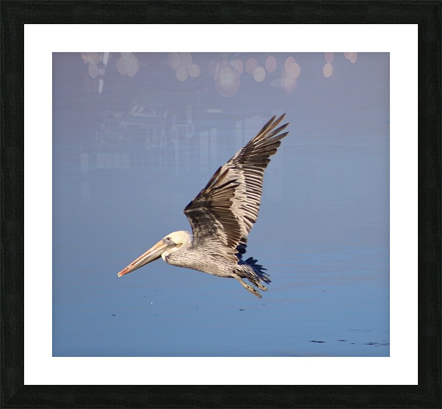 Baja Brown Pelicans -1 Picture Frame print