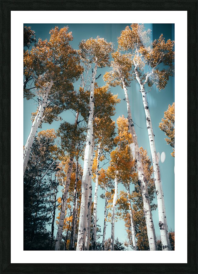 Blue skies and Aspen leaves Picture Frame print