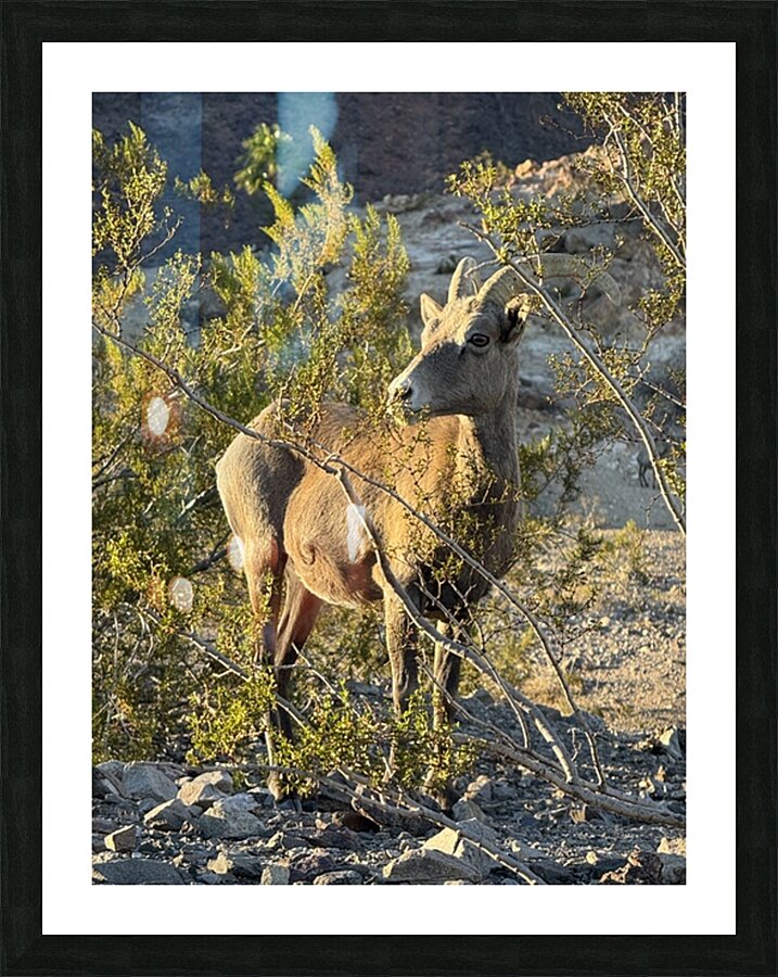 Big Horn Sheep in the golden hour Picture Frame print