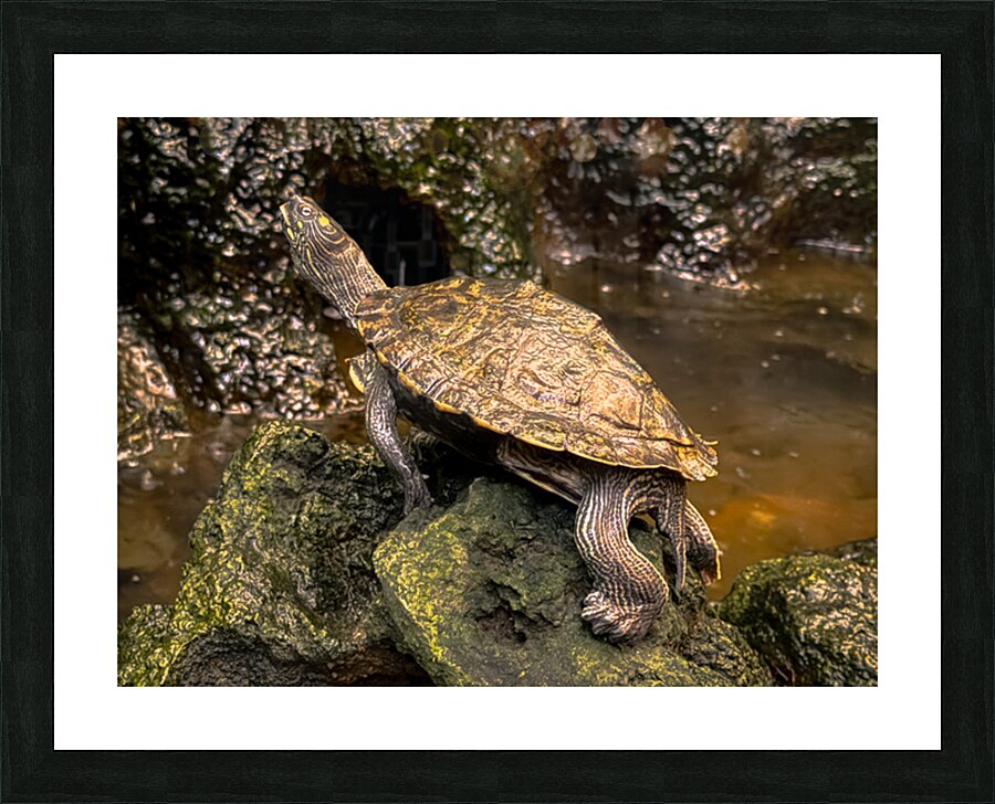 Map Turtle Picture Frame print