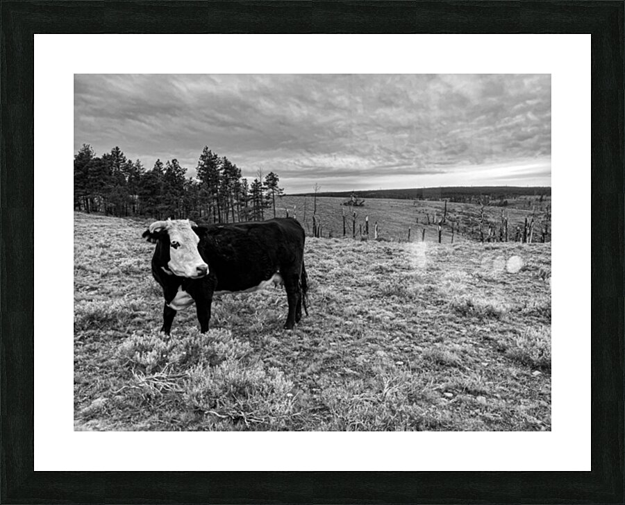 Outstanding in her field Picture Frame print