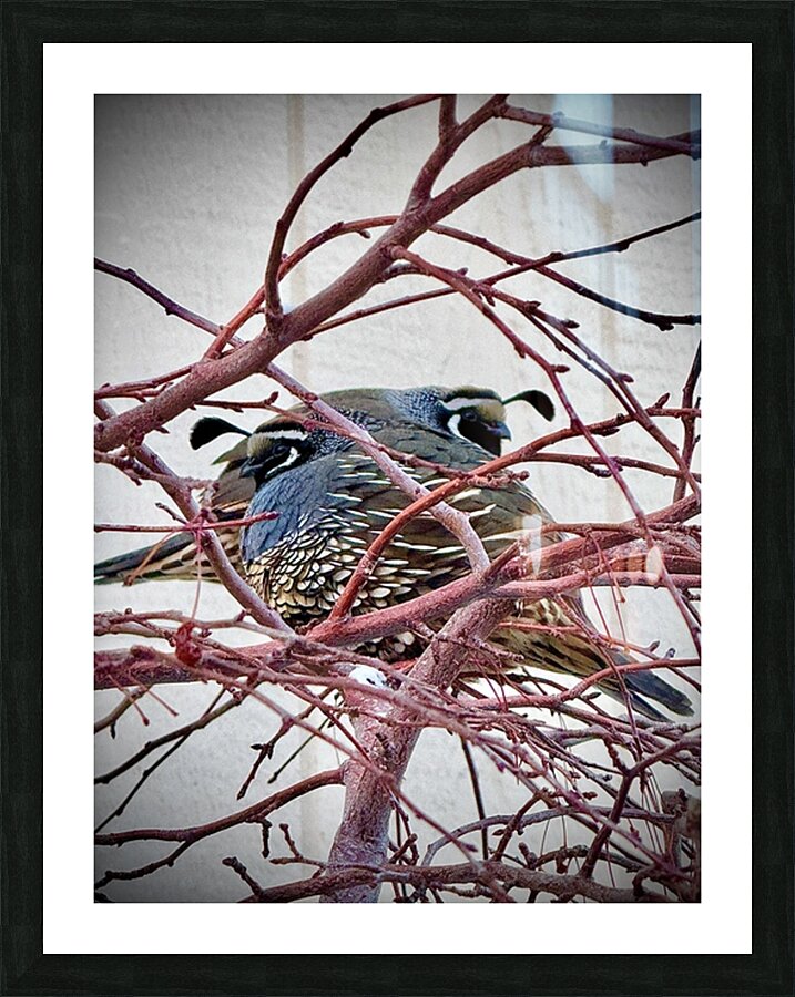 Winter Quail Picture Frame print
