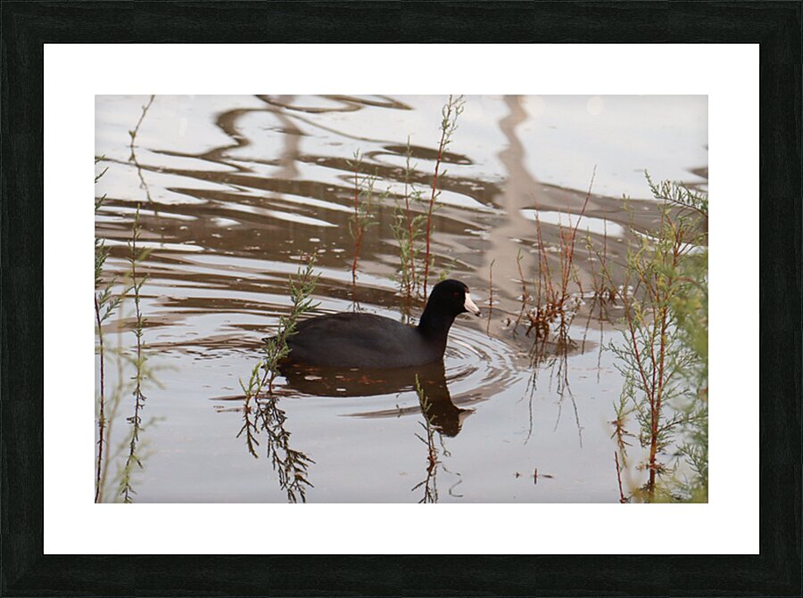 American Coot Picture Frame print