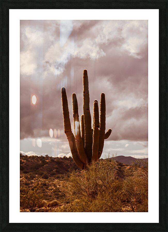 Sunlit Saguaro Picture Frame print