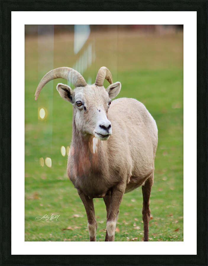 Bighorn Sheep - Nevada 1 Picture Frame print