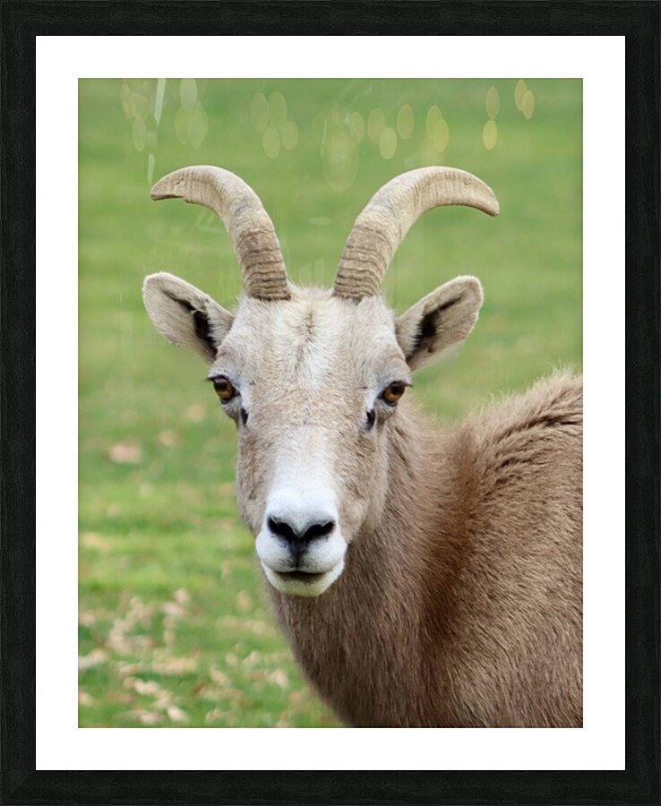 Bighorn Sheep - Nevada 2 Picture Frame print