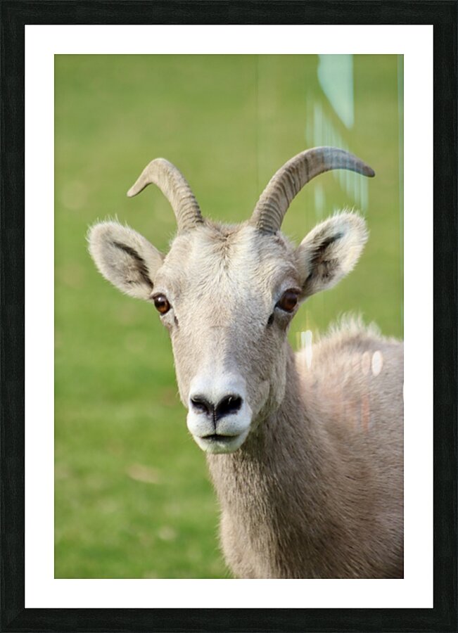 Bighorn Sheep - Heart nose ???? Picture Frame print