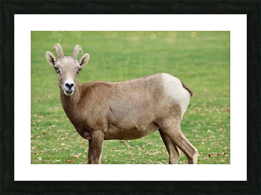 Bighorn Sheep - Nevada 3 Picture Frame print