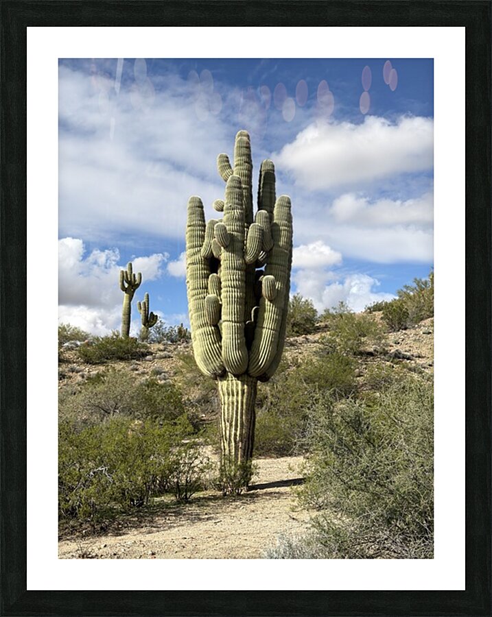 Old Man Saguaro Picture Frame print
