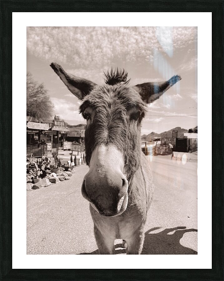 Oatman Donkey - Sepia tone Picture Frame print