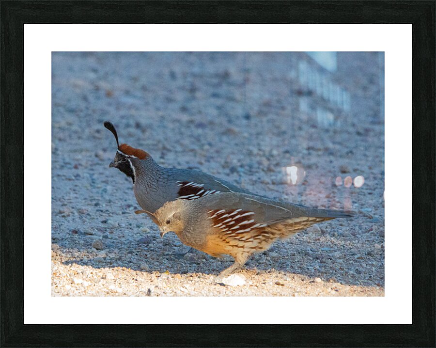 Quail Couple Picture Frame print