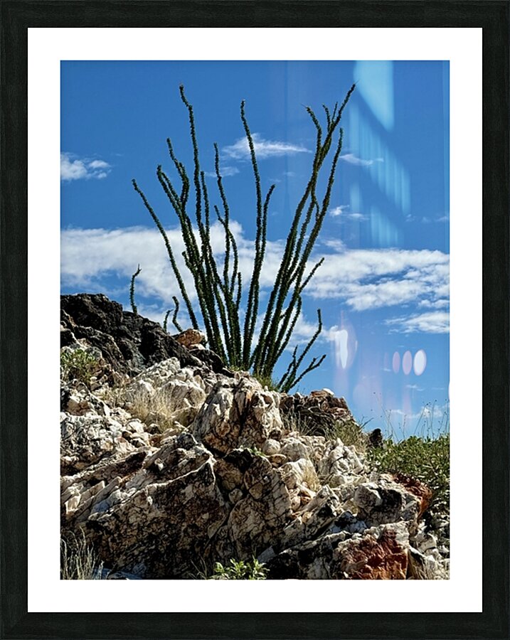Quartz & Ocotillo    Picture Frame print