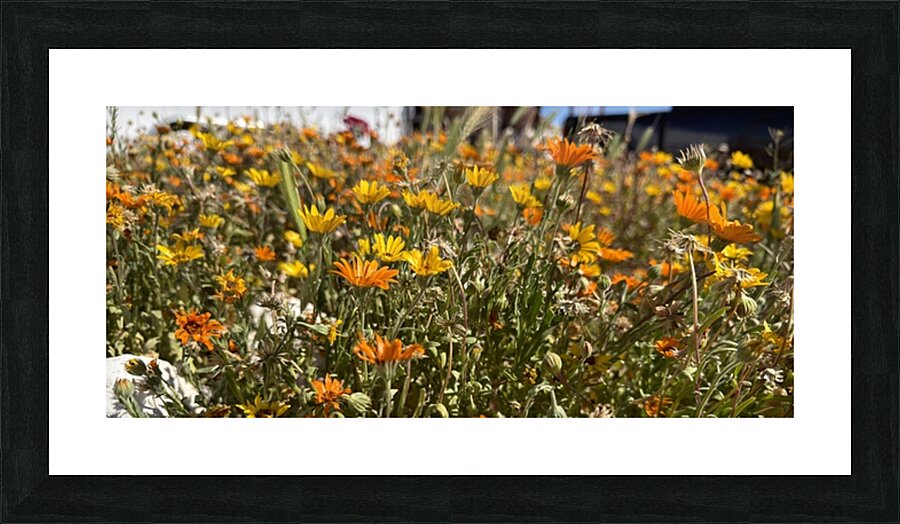 Happy little wildflowers Picture Frame print