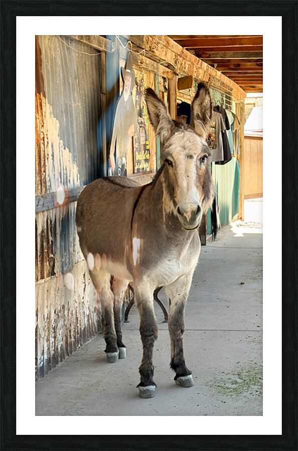 Oliver with “winter chops” Picture Frame print