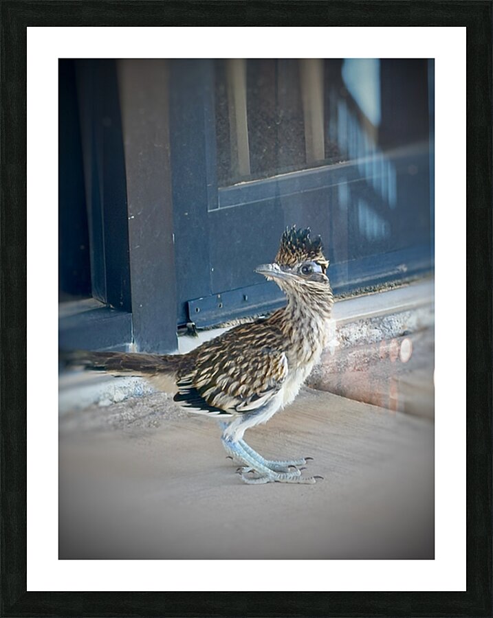 Meep Meep  Picture Frame print
