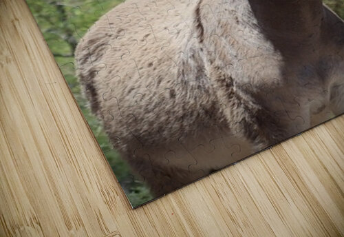 Wild donkey Parker Dam Arizona Leslie Affeldt Photography puzzle