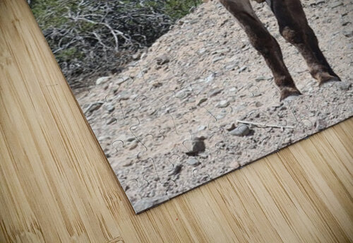 Wild donkey stand off Leslie Affeldt Photography puzzle