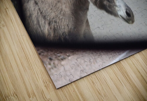 Donkeys in your mirror are closer than they appear Leslie Affeldt Photography puzzle