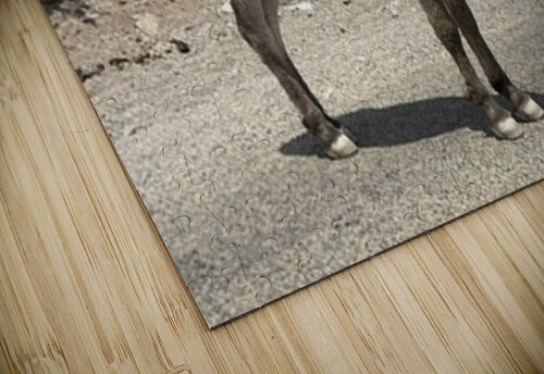 Heading to Oatman Leslie Affeldt Photography puzzle