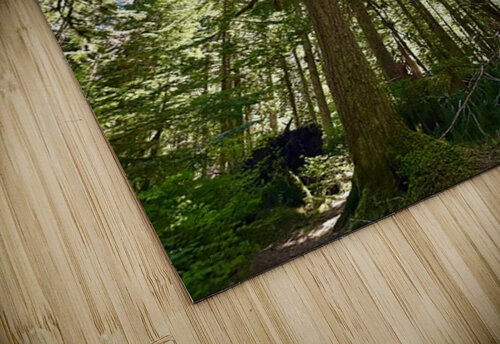 Tall Tall Trees Leslie Affeldt Photography puzzle
