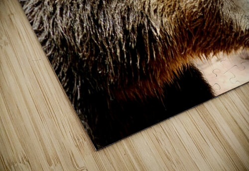 Brown Bear -1 Leslie Affeldt Photography puzzle