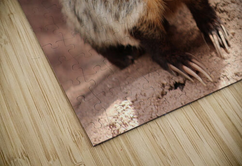 Badger -1 Leslie Affeldt Photography puzzle