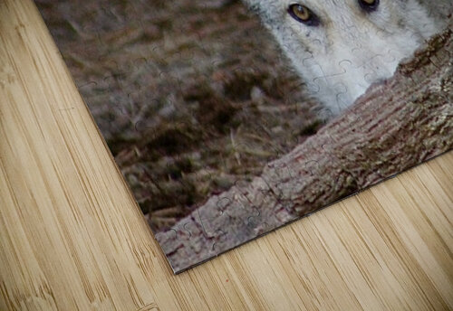 Wolf Hiding Leslie Affeldt Photography puzzle