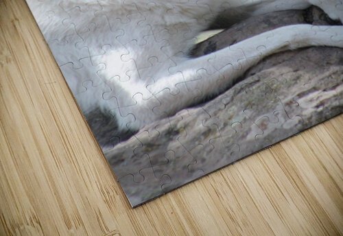 White Wolf Leslie Affeldt Photography puzzle