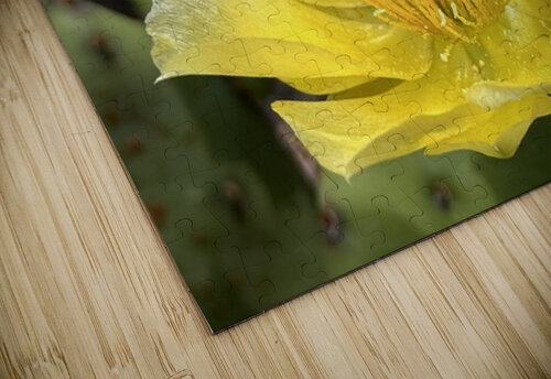 Prickly Pear Bloom -1 Leslie Affeldt Photography puzzle