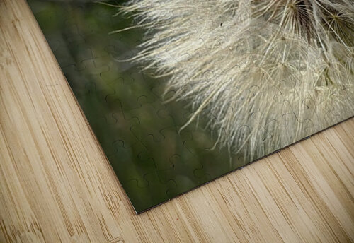Dandelion Head Leslie Affeldt Photography puzzle