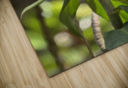 Spiral Ginger Leslie Affeldt Photography puzzle