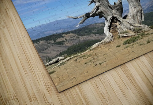 Tree overlooking Wenatchee Leslie Affeldt Photography puzzle