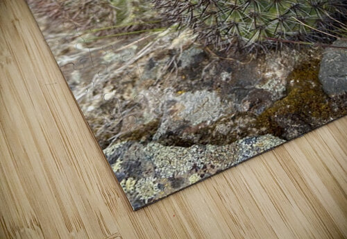 Barrel Cactus Leslie Affeldt Photography puzzle