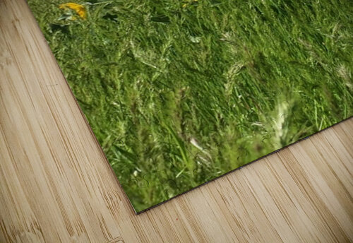 Balsam Root Wildflowers Leslie Affeldt Photography puzzle