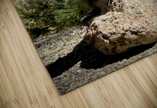 Albert’s Squirrel -1 Leslie Affeldt Photography puzzle