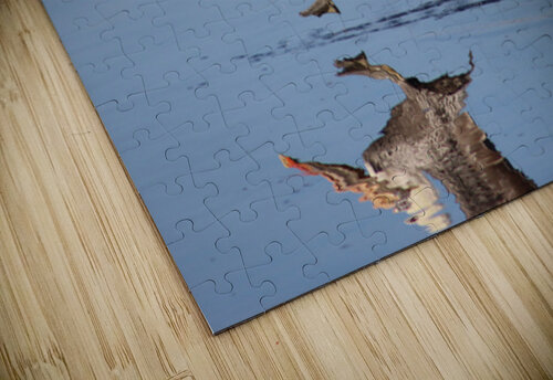 Baja Brown Pelicans - 2 Leslie Affeldt Photography puzzle