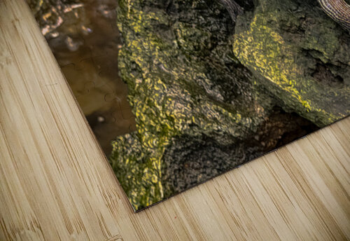 Map Turtle Leslie Affeldt Photography puzzle