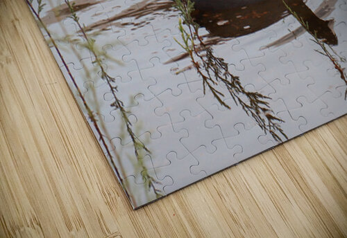 American Coot Leslie Affeldt Photography puzzle