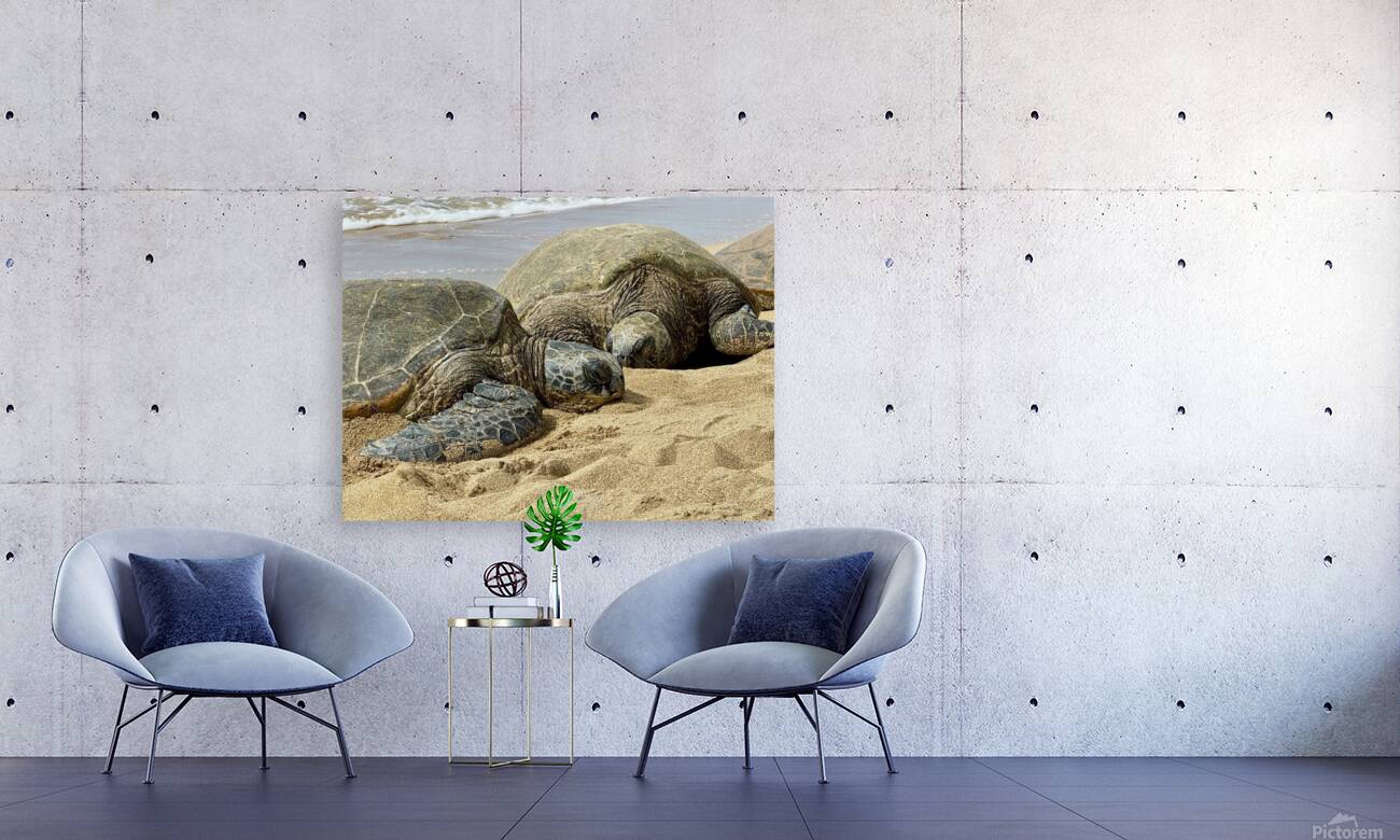 Turtle Couple Reproduction