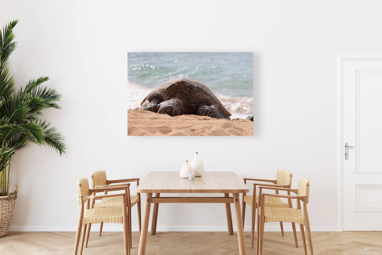 Maui Sea Turtle 2 Reproduction