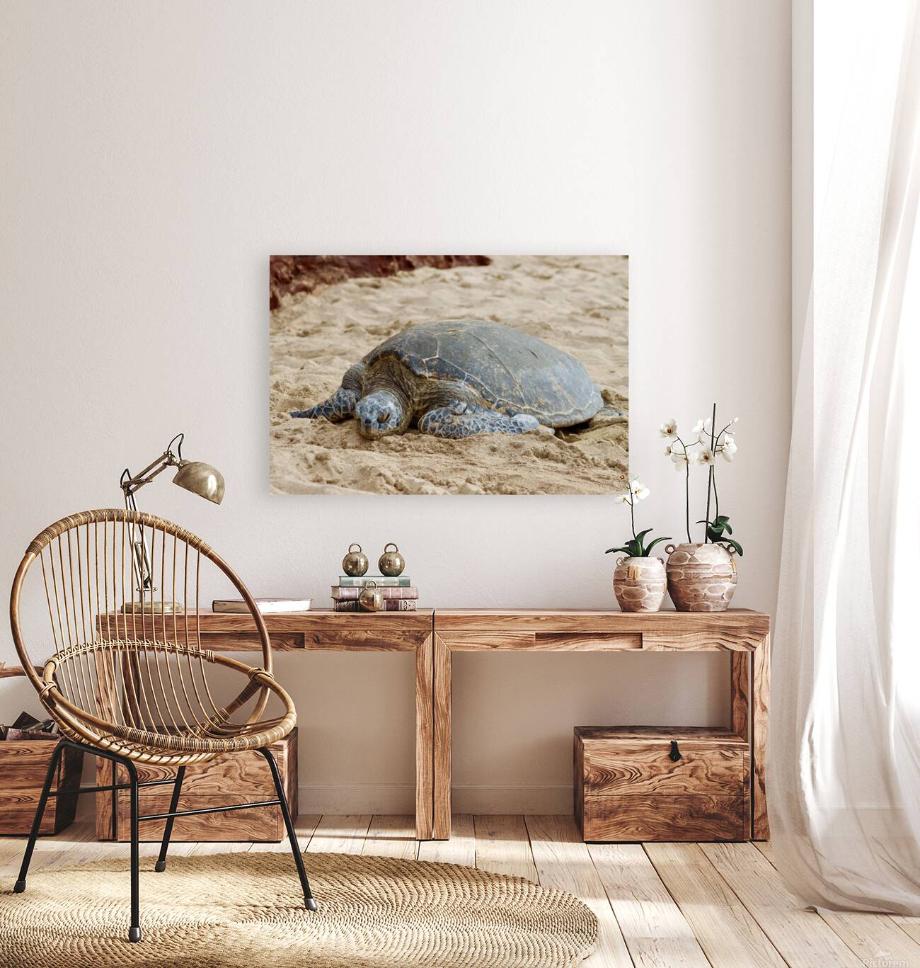 Maui Sea Turtle 3 Reproduction