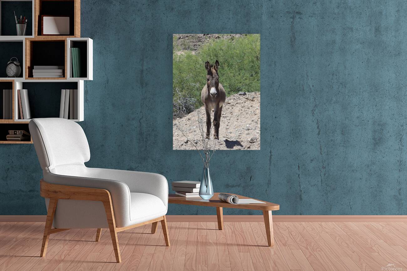 Wild donkey stand off Reproduction