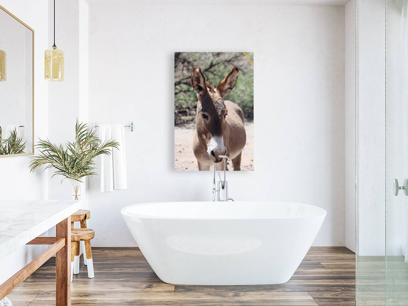 Split ear donkey Reproduction