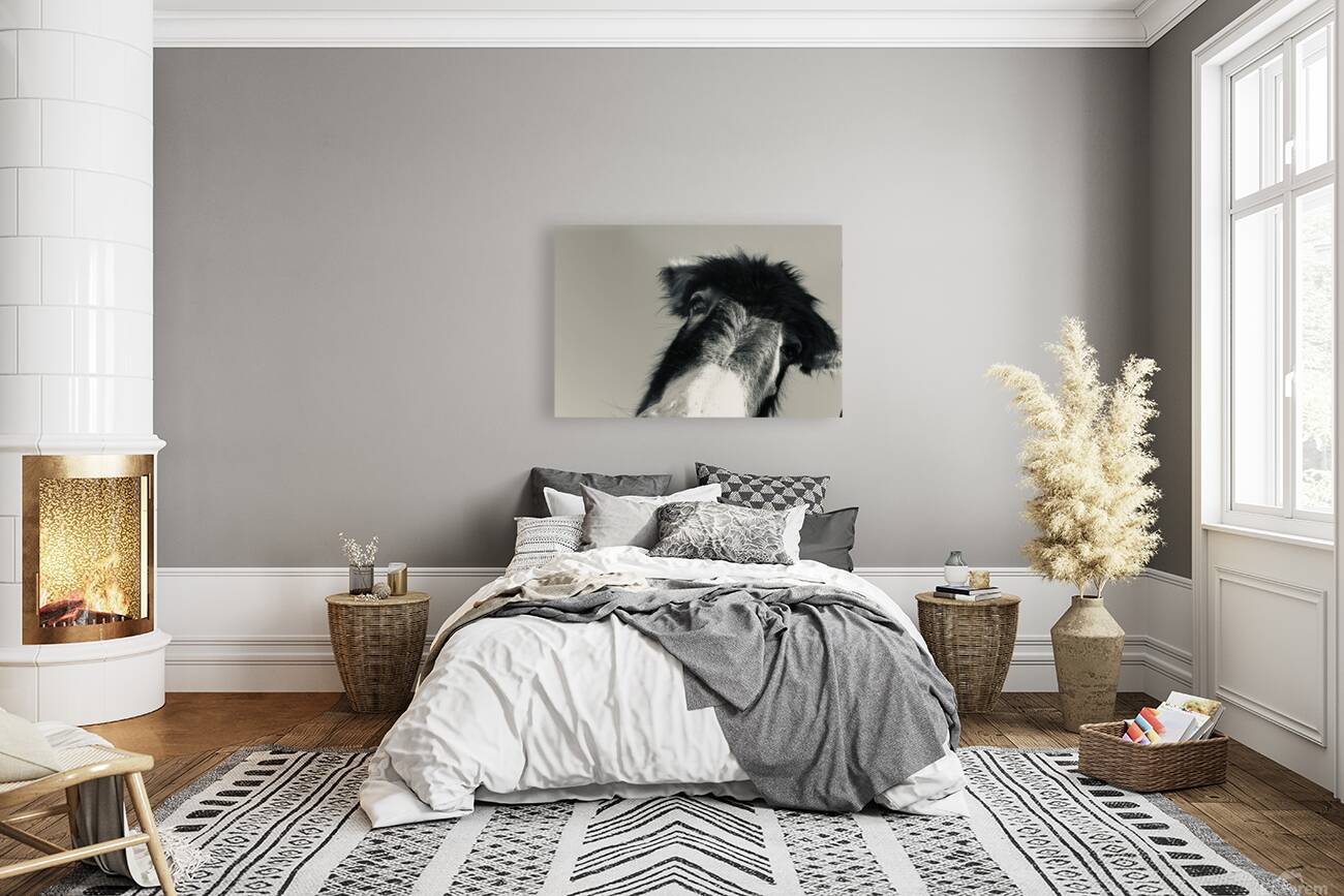 A burro named Stormy Reproduction