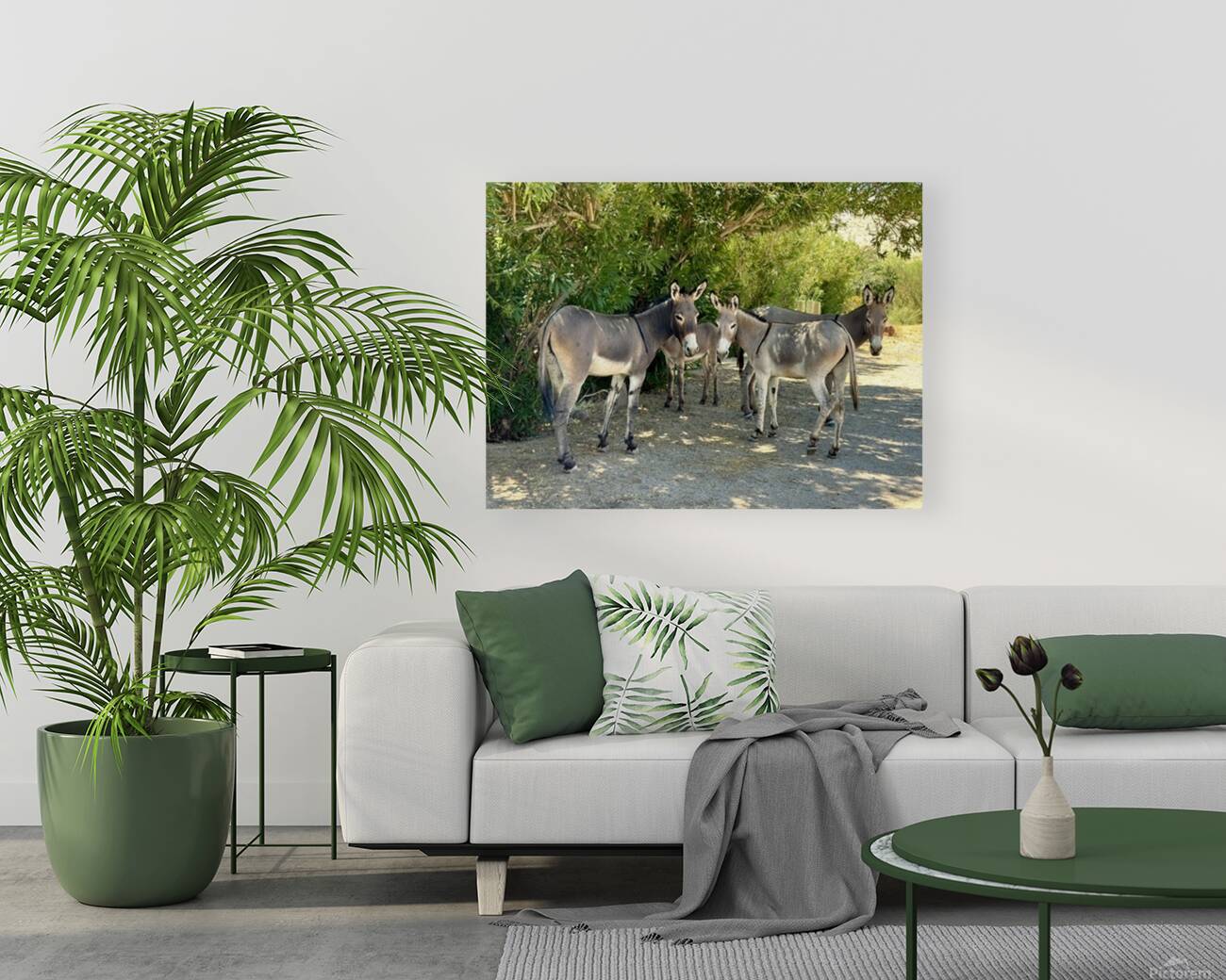 Lake Mohave Donkeys Reproduction