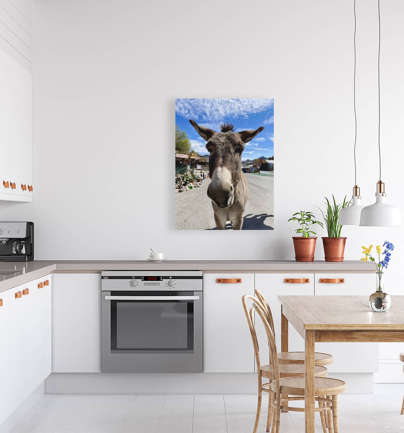 Oatman Donkey Reproduction